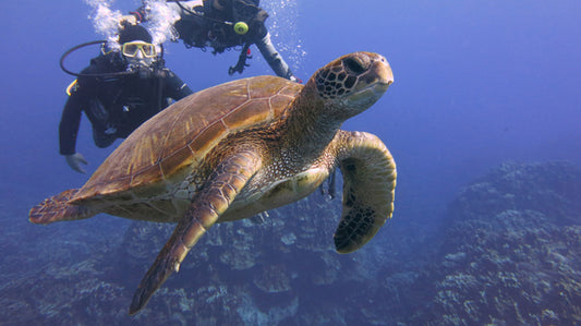 (+12 años) Buzos certificados